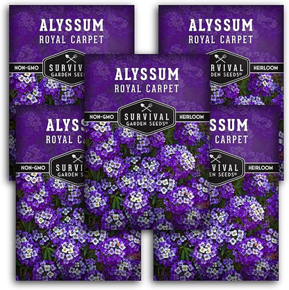 Alyssum Seeds for Planting - Sweet Royal Carpet Purple Alyssum - Fragrant Perennial Flower & Ground Cover - Heirloom Non-GMO - Survival Garden Seeds (5 Packs)