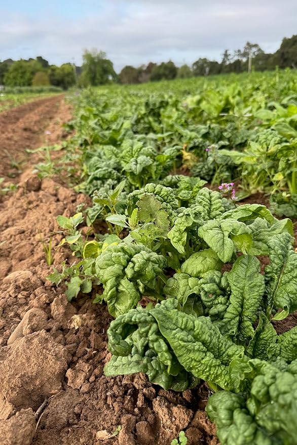 Plant Good Seed Organic Bloomsdale Longstanding Spinach Seeds - Pack of 300, Heirloom Seeds for Planting Vegetables - Gardening Supplies, Vegetable Garden - Non-GMO, Open Pollinated, from USA