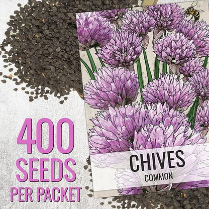 Seed Needs Italian Parsley & Chives Seeds for Planting Fresh Kitchen Herbs - Non-GMO Heirloom & Untreated Perennial Herb Seed to Plant a Culinary Garden Indoors or Outdoors (2 Packs)
