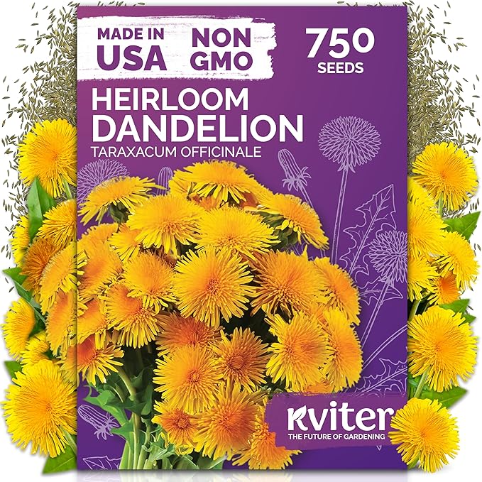 KVITER 750 Dandelion Seeds for Planting (Taraxacum officinale)– Dandelion Greens Flower Seed Starting – Edible Plants, Herb Grower, Medicinal Herbs Seeds Outdoor & Indoor Herb Garden, Containers