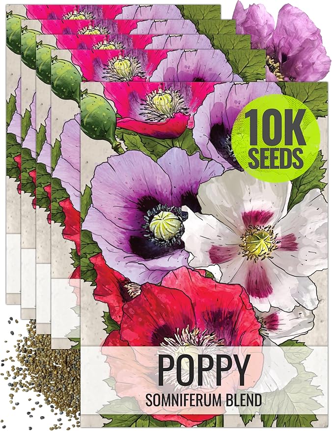 Seed Needs Mixed Somniferum Poppy Seeds for Planting - Heirloom & Open Pollinated Annual Flowers - Colorful Masses of Wildflowers, Perfect for a Butterfly Garden (5 Packs)