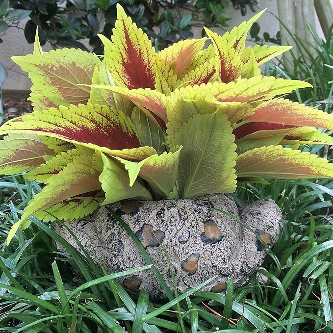 Toad Hollow HomeStyles Large Toad Planter 7" H Holds 4" W Pot, Natural Brown