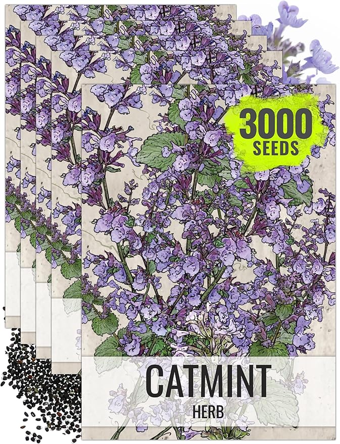 Seed Needs Catmint Seeds for Planting an Indoor/Outdoor Herb Garden - Non-GMO Heirloom & Untreated Herbal Plants - Great for Cats Nepeta mussinii (5 Packs)