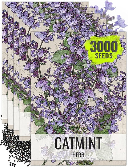 Seed Needs Catmint Seeds for Planting an Indoor/Outdoor Herb Garden - Non-GMO Heirloom & Untreated Herbal Plants - Great for Cats Nepeta mussinii (5 Packs)