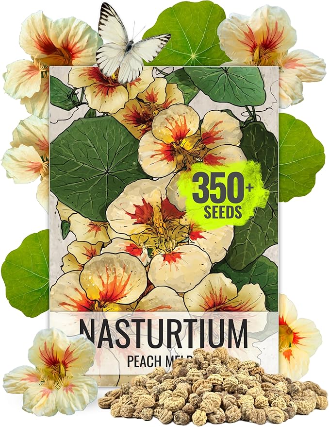 Seed Needs Nasturtium Seeds Peach Melba Variety | 350+ Seeds Tropaeolum Nanum Annual Flower Seed | Edible Flowers Peach Multicolored Blooms | Bulk Nasturtiums Flowering Seed Garden Favorite