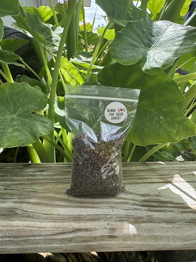 100g - 2000++ Hat Giong Rau Muong La TRE. Kong Xin CAI, Ong Choy Seeds, Kangkong Seeds 95% Germination Rate in The USA