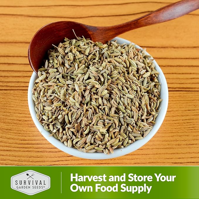 Anise Seeds for Planting - Sweet Anise Herb (Pimpinella anisum) - Culinary and Tea Garden Variety, Heirloom Non GMO - Survival Garden Seeds (2 Pack)