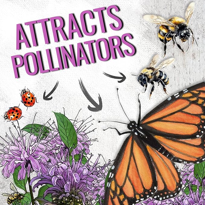 Seed Needs Bee Balm Seeds for Planting Wild Bergamot - Heirloom & Open Pollinated Perennial Flowers to Grow a Butterfly Garden to Attract Bees, Butterflies & Other Pollinators (10 Packs)