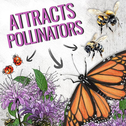Seed Needs Bee Balm Seeds for Planting Wild Bergamot - Heirloom & Open Pollinated Perennial Flowers to Grow a Butterfly Garden to Attract Bees, Butterflies & Other Pollinators (10 Packs)