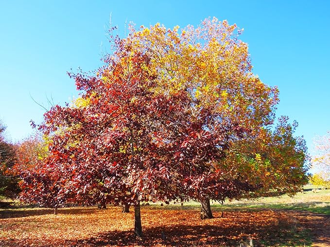TomorrowSeeds - Red Oak Tree Seeds - 15+ Count - for 2026 Planting Quercus Rubra Borealis American Leaf Purple Maple Northern Virginia Birch Beech Acorn Landscape Trees Perennial Grow Your Own Home