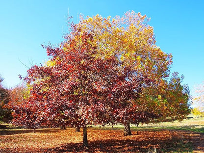 TomorrowSeeds - Red Oak Tree Seeds - 15+ Count - for 2026 Planting Quercus Rubra Borealis American Leaf Purple Maple Northern Virginia Birch Beech Acorn Landscape Trees Perennial Grow Your Own Home