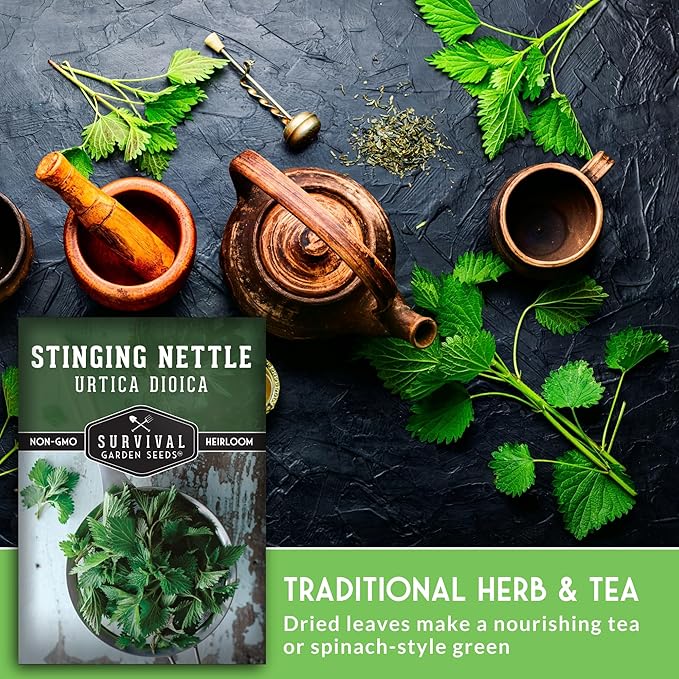 Stinging Nettle Seeds for Planting - Urtica Dioica Medicinal Herb & Edible Perennial - Common Nettle for Tea, Cooking & Wellness - Heirloom Non-GMO - Survival Garden Seeds (3 Packs)
