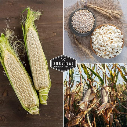 Survival Garden Seeds - Japanese Hulless Popcorn Seed for Planting - 2 Packets with Instructions to Plant and Grow Delicious Kernel Popcorn in Your Home Vegetable Garden - Non-GMO Heirloom Variety