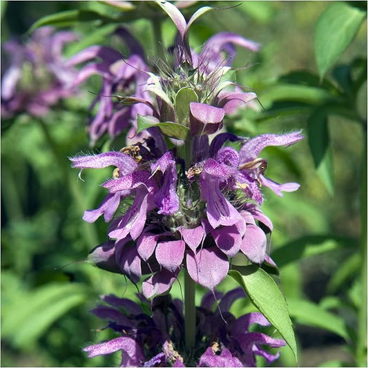 Seed Needs Bee Balm Seeds for Planting a Collection of Monarda Flowers - Heirloom & Open Pollinated Flower Seed to Plant an Outdoor Butterfly Garden (Includes Wild Bergamot, Horsemint & Lemon Mint)