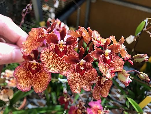 MSU Orchid Fertilizer 13-3-15 (Greencare) Reverse Osmosis, Rain, Tap Water Formula. 1 Pounds, Scoop Included