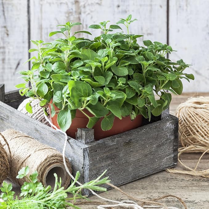 Organic Common Italian Oregano Seeds - USDA Organic, Non-GMO, Open Pollinated, Heirloom (5 Packets - 2.5 Grams - Approx 2250 Seeds)