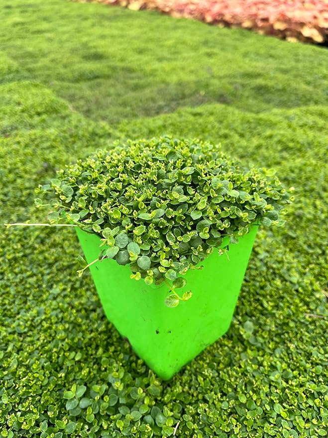 Perennial Farm Marketplace Isotoma fluviatilis (Blue Star Creeper) Groundcover, Size- 1 Quart, Bluish Flowers
