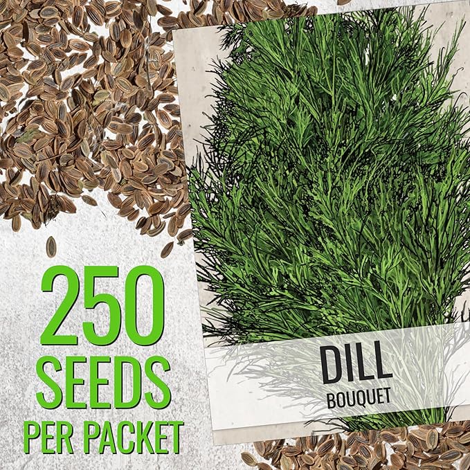 Seed Needs Cilantro & Dill Seeds for Planting Fresh Kitchen Herbs - Non-GMO Heirloom & Untreated Perennial Herb Seed to Plant a Culinary Garden Indoors or Outdoors (2 Packs)