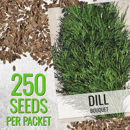 Seed Needs Cilantro & Dill Seeds for Planting Fresh Kitchen Herbs - Non-GMO Heirloom & Untreated Perennial Herb Seed to Plant a Culinary Garden Indoors or Outdoors (2 Packs)