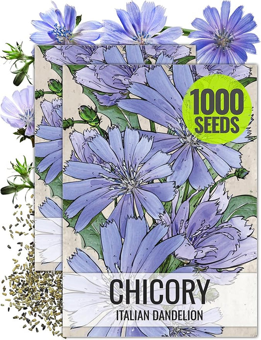 Seed Needs Chicory Seeds for Planting Cichorium intybus - Heirloom & Open Pollinated Wildflowers to Grow a Butterfly Garden That Attracts Butterflies, Bees & Other Pollinators (2 Packs)