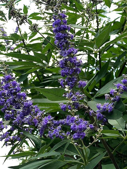 Crape Myrtle & All Flowering Trees Desert Willow Mimosa Orchid Tree Indoor Outdoor Container Grown Granular Fertilizer NutriStar (15 lb.)