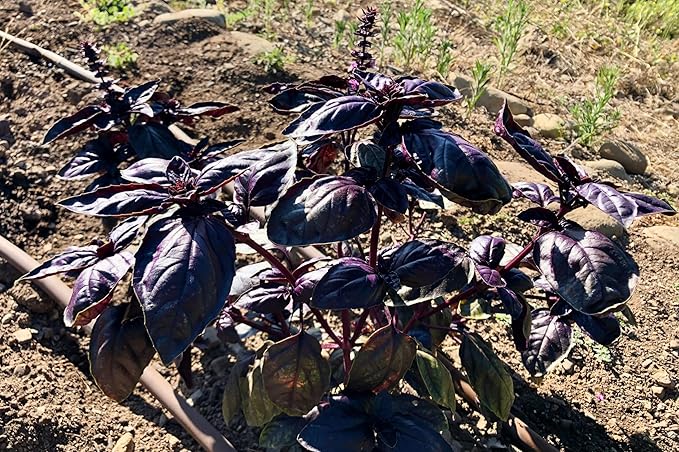 Plant Good Seed Amethyst Basil Seeds for Planting: Culinary Herb, Purple Leaves - 150 Seed Packet