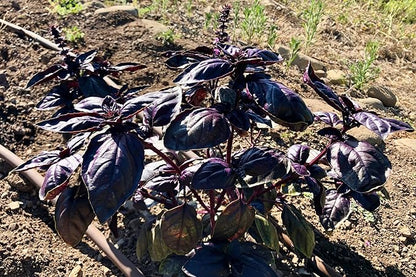 Plant Good Seed Amethyst Basil Seeds for Planting: Culinary Herb, Purple Leaves - 150 Seed Packet