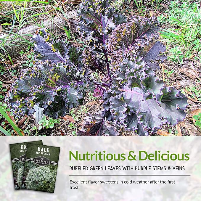 Red Russian Kale Seeds for Planting – Heirloom Red Kale – Cold Hardy for Fall & Spring Gardens – Edible, Frilly Blue-Green Leaves, Purple Stems - Survival Garden Seeds (1 Pack)