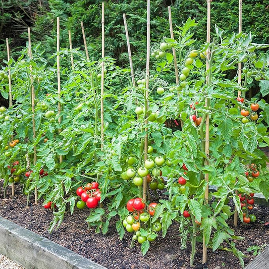Bamboo Stakes,4.8FT Natural Bamboo Garden Stakes,BOVITRO 20Pcs Plant Stakes,Bamboo Sticks for Tomato,Beans,Vegetable and Climbing Plants