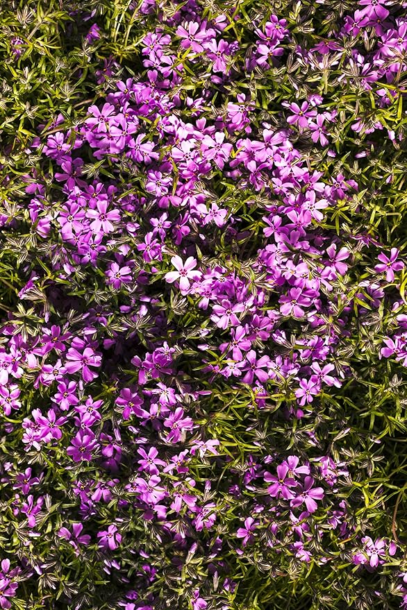 Seeds Pink Creeping Baby's Breath 1000+ Seeds to Grow Perennial Spreading Gypsophila Perfect Groundcover or Cascade Over Walls