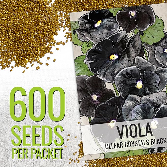 Seed Needs, Clear Crystals Black Pansy Seeds - 600 Heirloom Seeds for Planting Viola x wittrockiana - Deep Burgundy/Black Blooms, Edible Flowers (2 Packs)