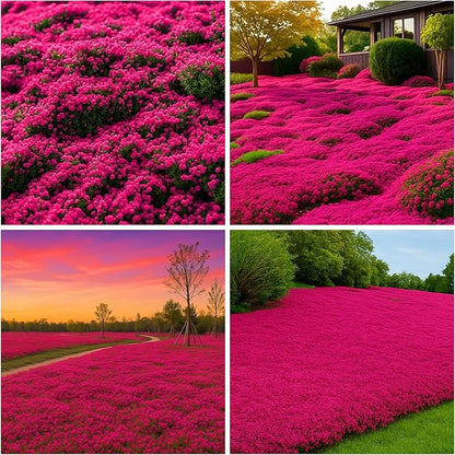 21600+ Magic Red Creeping Thyme Seeds for Planting Perennial Thyme Heirloom Flowers Non-GMO Ground Cover Plants for Garden Outdoor