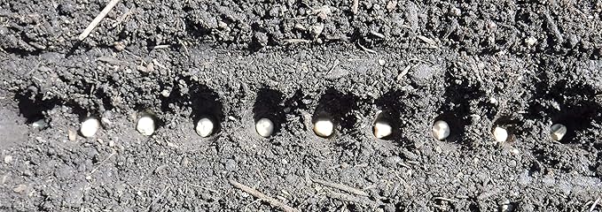 Seed-in Soil Digger and Soil Spacer for Planting Seeds