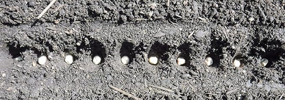 Seed-in Soil Digger and Soil Spacer for Planting Seeds