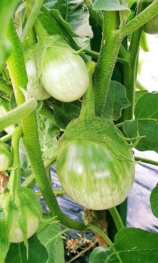 TomorrowSeeds - Petch Siam Thai Eggplant Seeds - 200+ Count & 200+ Purple Shine F1 Chinese Eggplant - for 2026 Planting Small Green Brinjal Baby Round Egg Aubergine Eggplants Melongene USA Garden