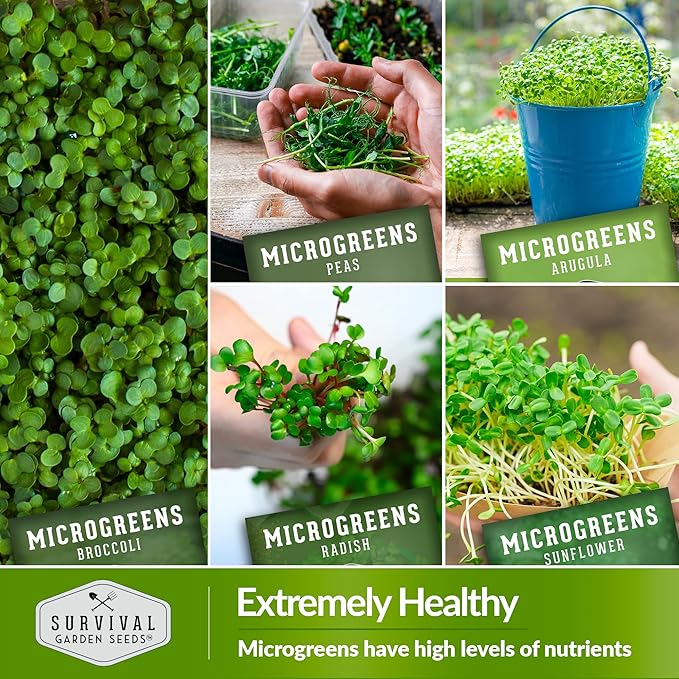 Microgreen Seeds Variety Pack – 10 Heirloom Types for Indoor Sprouting – Broccoli, Pea, Sunflower, Radish, Kale, Arugula & More – High Germination Non-GMO – Survival Garden Seeds (Seed Packs Only)