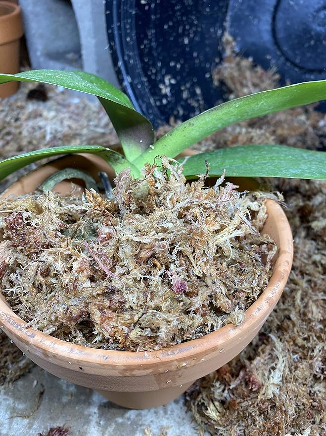 Peruvian Sphagnum Moss by Orchid Nerd ™ (Peruvian Sphagnum Moss, 500 Grams)