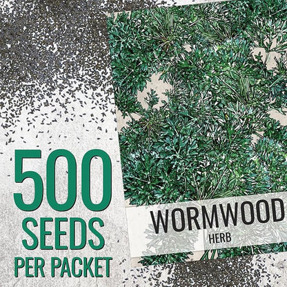 Seed Needs Wormwood Seeds for Planting - Non-GMO, Heirloom & Untreated Perennial Herb - Medicinal Herbs for Digestion & Gut Health (2 Packs)
