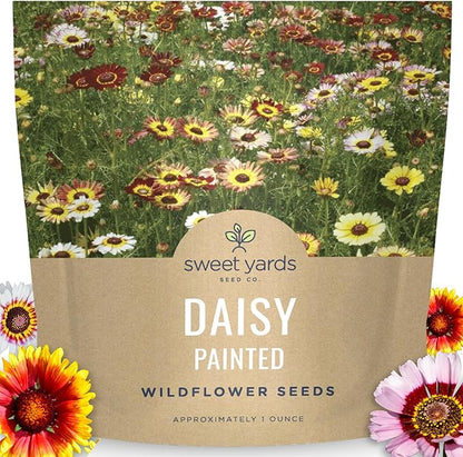 Painted Daisy - Large 1 Ounce Packet - 10,000 Flower Seeds for Planting - Chrysanthemum carinatum