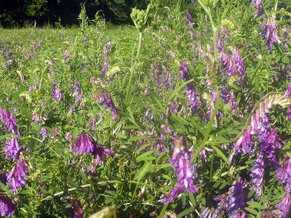 Hairy Vetch Legume Seed by Eretz (8oz) - Choose Size! Willamette Valley, Oregon Grown, Non-GMO, No Fillers, No Coatings, #1 Seed.