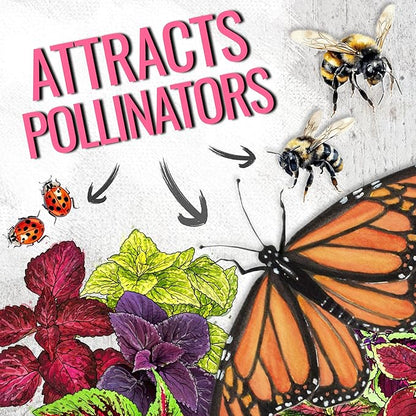 Seed Needs Coleus Seeds for Planting Rainbow Painted Nettle - Heirloom & Open Pollinated Mixed Flower Seed to Grow an Outdoor Butterfly Garden to Attract Pollinators (5 Packs)