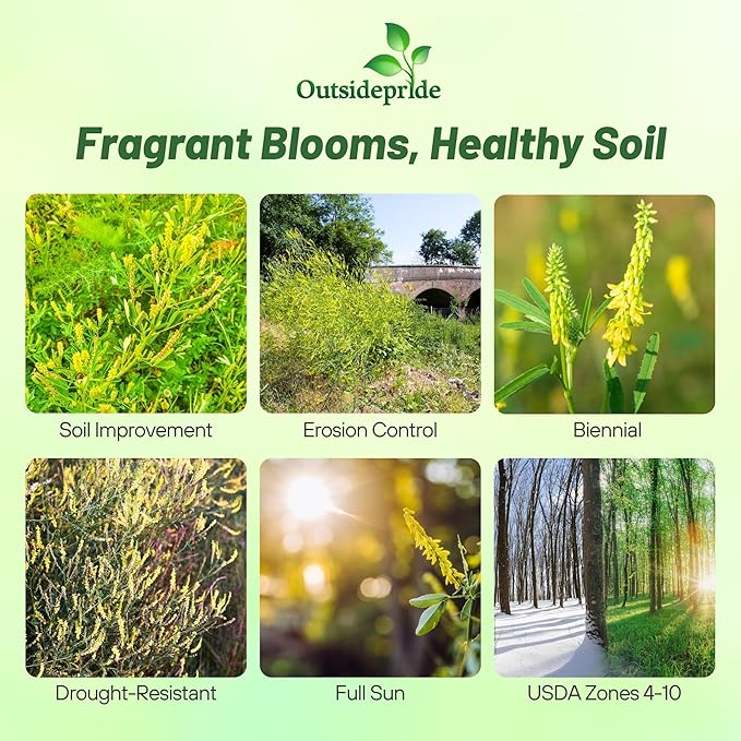 Outsidepride Yellow Sweet Clover Seed - 10 lbs Biennial, Drought-Tolerant, Frost-Resistant, Nitrocoated, Inoculated Yellow Clover Seeds Cover Crop for Forage, Honey Production, & Pollinators
