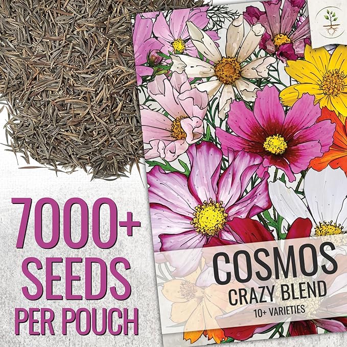 Seed Needs Wildflower Seeds Cosmos Crazy Blend 1.5 Ounce No Filler | 10+ Varieties Including Seashells, Purity & Candystripe | Cosmo Bipinnatus Open Pollinated Untreated | Bulk Resealable Packaging