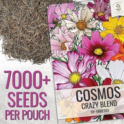 Seed Needs Wildflower Seeds Cosmos Crazy Blend 1.5 Ounce No Filler | 10+ Varieties Including Seashells, Purity & Candystripe | Cosmo Bipinnatus Open Pollinated Untreated | Bulk Resealable Packaging