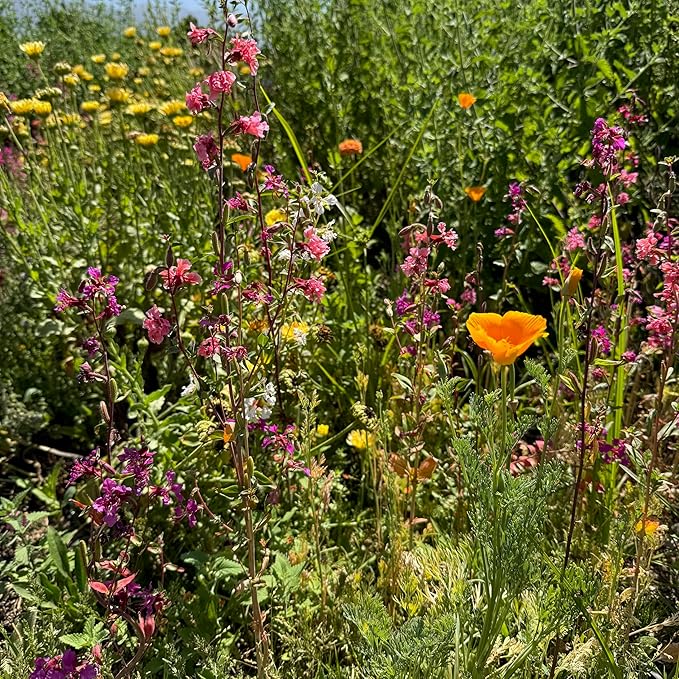 Plant Good Seed California Native Wildflower Mix Seeds for Planting: Easy to Grow Annual Flowers, Poppy, Tidytips, Lupine, Clarkia, Phacelia - 30,000 Seed Packet
