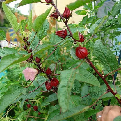 Palm Beach Medicinal Herbs - Red Roselle (Hibiscus sabdariffa) - Packet of 50 Seeds