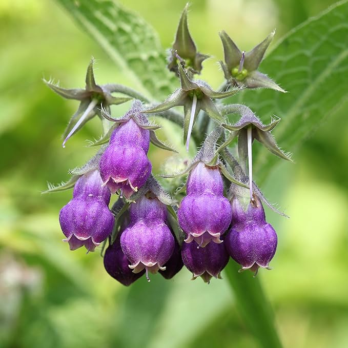 Outsidepride Comfrey Seeds - 200 Pcs. Perennial, Drought-Tolerant & Low Maintenance, Herb Seeds for Planting Tall, Vibrant Bell-Shaped Purple Blooms for Versatile Uses & Pollinator Gardens
