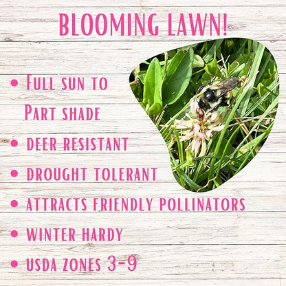 Flawn Seed Dutch White Clover Seed, 5 Lbs, Organic Coated, Natural Lawn, Ground Cover, Food Plot, Zones 3-9, Covers up to 18,000 Sqft