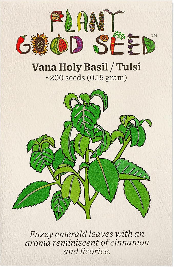 Plant Good Seed Clove/Van Holy Basil Seeds for Planting: Vana Tulsi Tea, Emerald Green Leaves - 200 Seed Packet