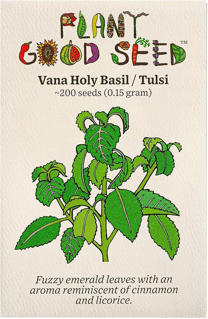 Plant Good Seed Clove/Van Holy Basil Seeds for Planting: Vana Tulsi Tea, Emerald Green Leaves - 200 Seed Packet